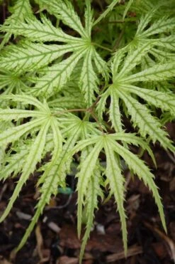 Sister Ghost Japanese Maple - 3 Gallon Pot (4-5') 21 Sister Ghost Japanese Maple - 3 Gallon Pot (4-5') -Wilson Bros Gardens acer palmatum sister ghost japanese maple 14