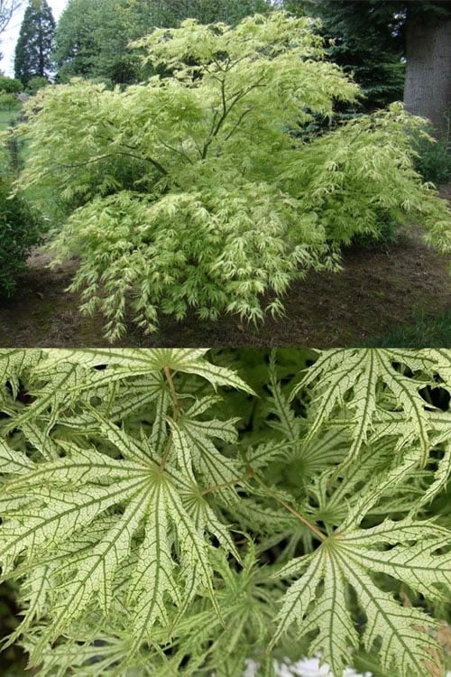 Sister Ghost Japanese Maple - 3 Gallon Pot (4-5') 7 Sister Ghost Japanese Maple - 3 Gallon Pot (4-5') - Image 5