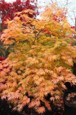 Sister Ghost Japanese Maple - 3 Gallon Pot (4-5') 18 Sister Ghost Japanese Maple - 3 Gallon Pot (4-5') -Wilson Bros Gardens acer palmatum sister ghost japanese maple 9