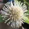 Adina Rubella Buttonbush - 3 Gallon Pot -Wilson Bros Gardens adina rubella chinese buttonbush 1
