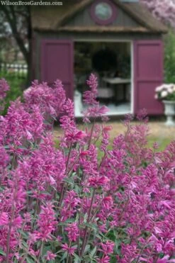 Rosie Posie Agastache (Hummingbird Mint) - 1 Gallon Pot -Wilson Bros Gardens agastache rosie posie hummingbird mint 1