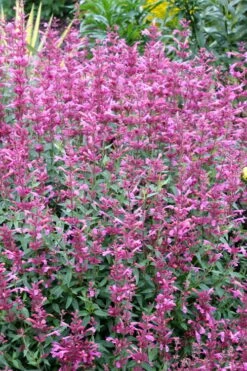 Rosie Posie Agastache (Hummingbird Mint) - 1 Gallon Pot -Wilson Bros Gardens agastache rosie posie hummingbird mint 6