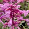 Rosie Posie Agastache (Hummingbird Mint) - 1 Gallon Pot