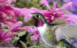 Rosie Posie Agastache (Hummingbird Mint) - 1 Gallon Pot -Wilson Bros Gardens agastache rosie posie hummingbird mint 9