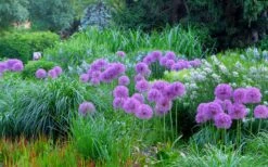 Millenium Allium (Ornamental Onion) - 6 Pack Of 1 Gallon Pots -Wilson Bros Gardens allium millenium 4