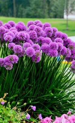 Millenium Allium (Ornamental Onion) - 6 Pack Of 1 Gallon Pots -Wilson Bros Gardens allium millenium 6