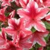 Ben Morrison Azalea - 3 Gallon Pot 2 Ben Morrison Azalea - 3 Gallon Pot -Wilson Bros Gardens azalea ben morrison 2