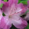 Fawn Azalea - 2 Gallon Pot 1 Fawn Azalea - 2 Gallon Pot -Wilson Bros Gardens azalea fawn 1