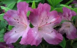 Fawn Azalea - 2 Gallon Pot -Wilson Bros Gardens azalea fawn 2