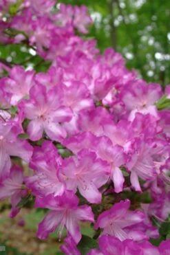 Fawn Azalea - 2 Gallon Pot -Wilson Bros Gardens azalea fawn 6