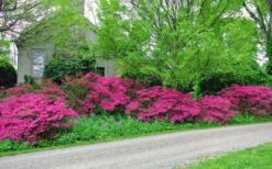 Gloria Deep Pink Sawada Azalea - 6 Pack Of 1 Gallon Pots 9 Gloria Deep Pink Sawada Azalea - 6 Pack Of 1 Gallon Pots -Wilson Bros Gardens azalea gloria deep pink sawada 2