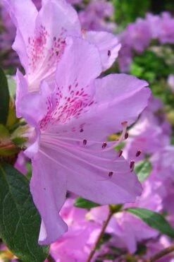 Gulf Pride Fragrant Southern Indica Azalea - 6 Pack Of 1 Gallon Pots 11 Gulf Pride Fragrant Southern Indica Azalea - 6 Pack Of 1 Gallon Pots -Wilson Bros Gardens azalea gulf pride 2