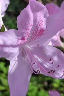 Gulf Pride Fragrant Southern Indica Azalea - 6 Pack Of 1 Gallon Pots 12 Gulf Pride Fragrant Southern Indica Azalea - 6 Pack Of 1 Gallon Pots -Wilson Bros Gardens azalea gulf pride 5