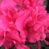 Perfecto Mundo Double Dark Pink Reblooming Azalea - 2 Gallon Pot 1 Perfecto Mundo Double Dark Pink Reblooming Azalea - 2 Gallon Pot -Wilson Bros Gardens azalea perfecto mundo double dark pink 2