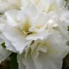 Perfecto Mundo Double White Reblooming Azalea - 3 Gallon Pot 1 Perfecto Mundo Double White Reblooming Azalea - 3 Gallon Pot -Wilson Bros Gardens azalea perfecto mundo double white 8