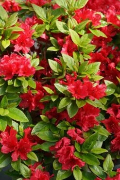 Perfecto Mundo Red Reblooming Azalea - 2 Gallon Pot 14 Perfecto Mundo Red Reblooming Azalea - 2 Gallon Pot -Wilson Bros Gardens azalea perfecto mundo red 2