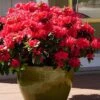 Perfecto Mundo Red Reblooming Azalea - 2 Gallon Pot 1 Perfecto Mundo Red Reblooming Azalea - 2 Gallon Pot -Wilson Bros Gardens azalea perfecto mundo red 3