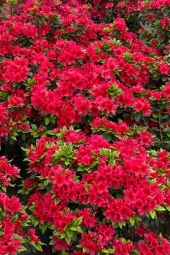Perfecto Mundo Red Reblooming Azalea - 2 Gallon Pot 13 Perfecto Mundo Red Reblooming Azalea - 2 Gallon Pot -Wilson Bros Gardens azalea perfecto mundo red 5