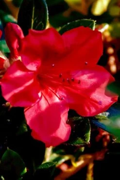 Perfecto Mundo Red Reblooming Azalea - 2 Gallon Pot 15 Perfecto Mundo Red Reblooming Azalea - 2 Gallon Pot -Wilson Bros Gardens azalea perfecto mundo red 6
