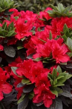 Perfecto Mundo Red Reblooming Azalea - 2 Gallon Pot 12 Perfecto Mundo Red Reblooming Azalea - 2 Gallon Pot -Wilson Bros Gardens azalea perfecto mundo red 8