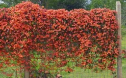 Tangerine Beauty Crossvine Bignonia - 1 Gallon Pot 21 Tangerine Beauty Crossvine Bignonia - 1 Gallon Pot -Wilson Bros Gardens bignonia capreolata tangerine beauty crossvine 101