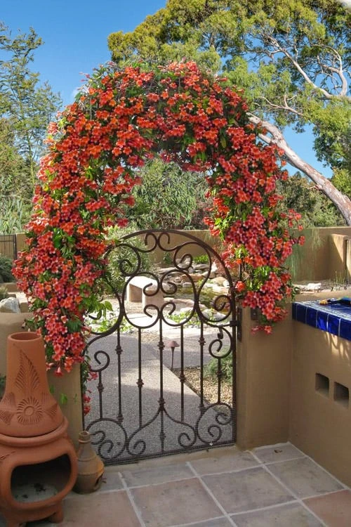 Tangerine Beauty Crossvine Bignonia - 1 Gallon Pot 7 Tangerine Beauty Crossvine Bignonia - 1 Gallon Pot - Image 5