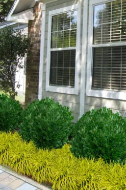 Richard Boxwood (Buxus Harlandii) - 3 Gallon Pot 12 Richard Boxwood (Buxus Harlandii) - 3 Gallon Pot -Wilson Bros Gardens buxus harlandii richard dwarf boxwood 5