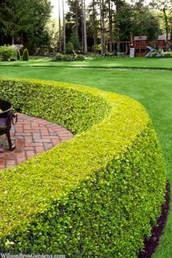 Golden Triumph Variegated Dwarf Boxwood - 3 Gallon Pot 11 Golden Triumph Variegated Dwarf Boxwood - 3 Gallon Pot -Wilson Bros Gardens buxus microphylla golden triumph boxwood hedge 2