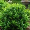 Little Missy Dwarf Boxwood - 1 Gallon Pot -Wilson Bros Gardens buxus microphylla little missy dwarf boxwood 1
