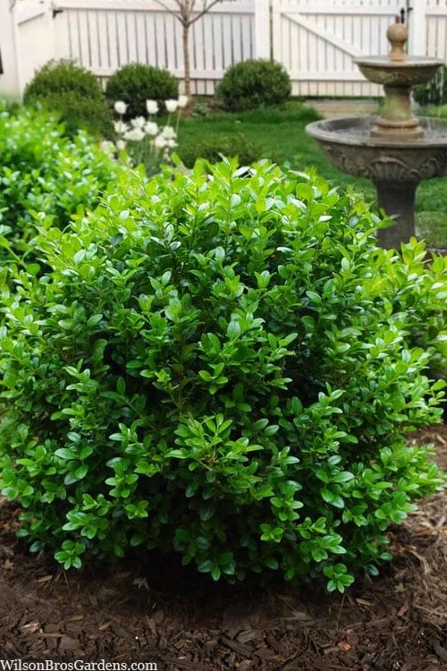 Little Missy Dwarf Boxwood - 6 Pack Of 1 Gallon Pots 3 Little Missy Dwarf Boxwood - 6 Pack Of 1 Gallon Pots