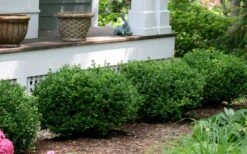 Little Missy Dwarf Boxwood - 6 Pack Of 1 Gallon Pots 12 Little Missy Dwarf Boxwood - 6 Pack Of 1 Gallon Pots -Wilson Bros Gardens buxus microphylla little missy dwarf boxwood 5 2