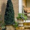 Arctic Emerald Columnar Boxwood - 1 Gallon Pot 2 Arctic Emerald Columnar Boxwood - 1 Gallon Pot -Wilson Bros Gardens buxus sempervirens arctic emerald boxwood 101 1