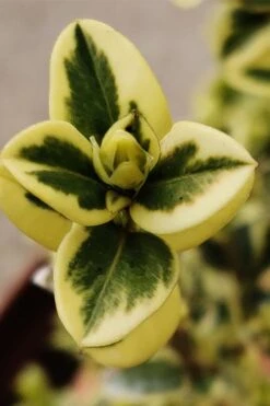 Variegated Boxwood (Buxus Sempervirens 'Aureovariegata') - 2 Gallon Pot - SALE 14 Variegated Boxwood (Buxus Sempervirens 'Aureovariegata') - 2 Gallon Pot - SALE -Wilson Bros Gardens buxus sempervirens aureovariegata variegated boxwood 1