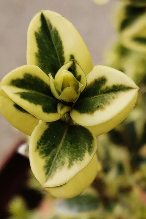 Variegated Boxwood (Buxus Sempervirens 'Aureovariegata') - 2 Gallon Pot - SALE 8 Variegated Boxwood (Buxus Sempervirens 'Aureovariegata') - 2 Gallon Pot - SALE - Image 6