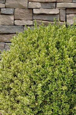 Variegated Boxwood (Buxus Sempervirens 'Aureovariegata') - 2 Gallon Pot - SALE 15 Variegated Boxwood (Buxus Sempervirens 'Aureovariegata') - 2 Gallon Pot - SALE -Wilson Bros Gardens buxus sempervirens aureovariegata variegated boxwood 10