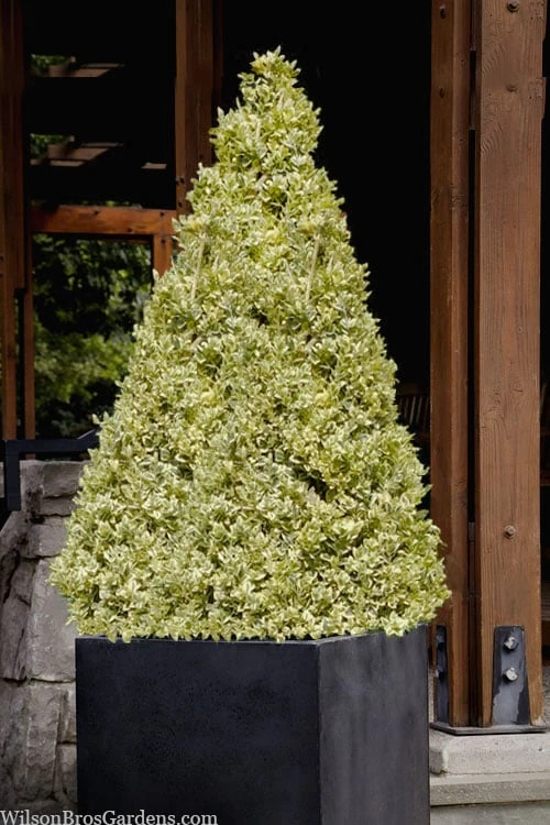 Elegans Variegated Boxwood - Buxus Sempervirens 'Elegantissima' - 3 Gallon Pot 7 Elegans Variegated Boxwood - Buxus Sempervirens 'Elegantissima' - 3 Gallon Pot - Image 5