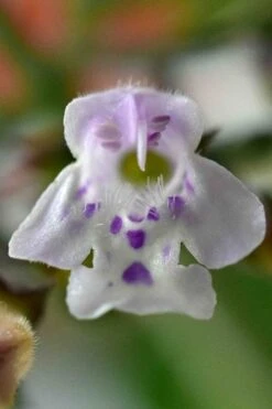 White Cloud Calamint - 1 Gallon Pot 14 White Cloud Calamint - 1 Gallon Pot -Wilson Bros Gardens calamint 16