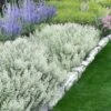 White Cloud Calamint - 1 Gallon Pot 1 White Cloud Calamint - 1 Gallon Pot -Wilson Bros Gardens calamint white cloud 3