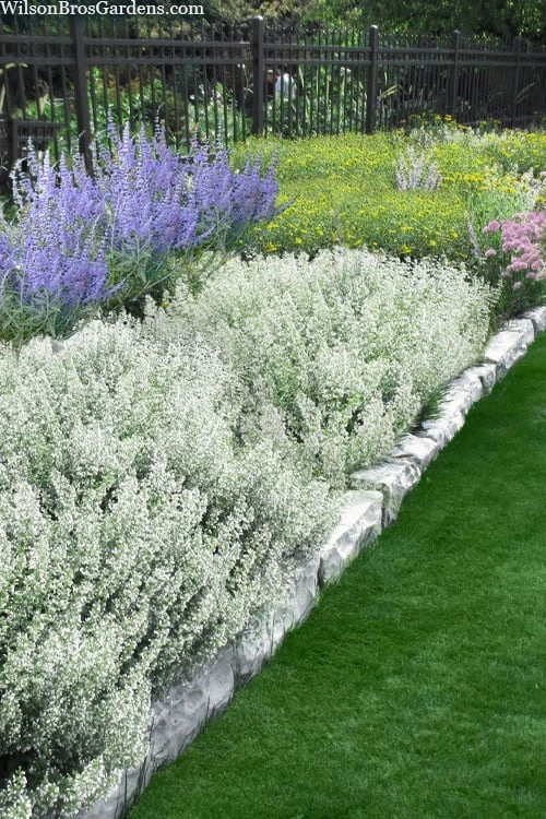 White Cloud Calamint - 1 Gallon Pot 3 White Cloud Calamint - 1 Gallon Pot