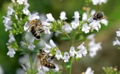 White Cloud Calamint - 1 Gallon Pot 16 White Cloud Calamint - 1 Gallon Pot -Wilson Bros Gardens calamint white cloud 5