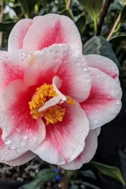 Sadaharu Oh Camellia - 7 Gallon Pot (3-4') -Wilson Bros Gardens camellia japonica sadaharu oh 100