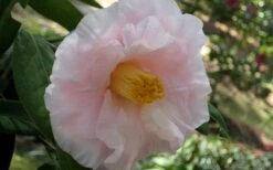 Moonlight Bay Camellia Japonica - 3 Gallon Pot 12 Moonlight Bay Camellia Japonica - 3 Gallon Pot -Wilson Bros Gardens camellia moonlight bay 6