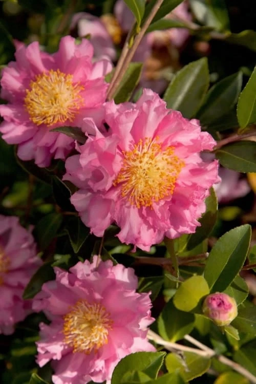 October Magic Carpet Dwarf Camellia - 2.5 Quart Pot 3 October Magic Carpet Dwarf Camellia - 2.5 Quart Pot