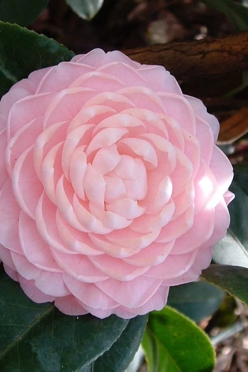 Otome Pink Camellia Japonica - 3 Gallon Pot 3 Otome Pink Camellia Japonica - 3 Gallon Pot