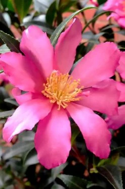 Wilson Bros Gardens 11 Slim 'N Trim Camellia - 7 Gallon Pot