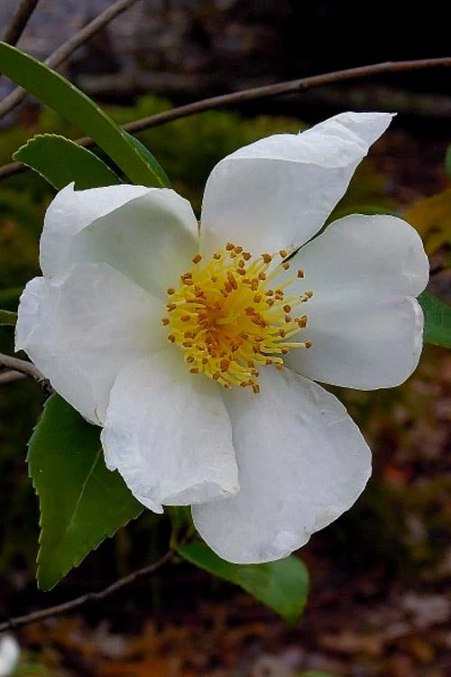Survivor Cold Hardy White Camellia - 3 Gallon Pot 3 Survivor Cold Hardy White Camellia - 3 Gallon Pot