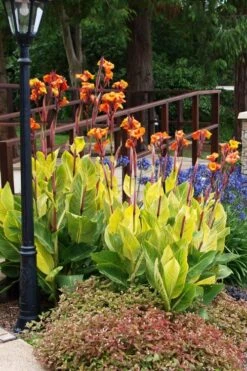 Bengal Tiger Canna Lily - 1 Gallon Pot -Wilson Bros Gardens canna pretoria bengal tiger 12