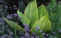 Bengal Tiger Canna Lily - 1 Gallon Pot -Wilson Bros Gardens canna pretoria bengal tiger 3