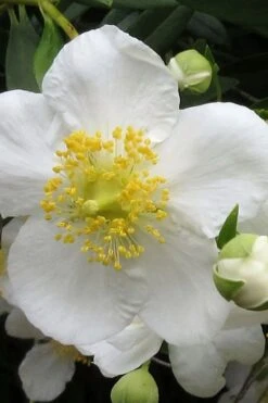 Elizabeth Bush Anemone (Carpentaria Californica) - 5 Gallon Pot 13 Elizabeth Bush Anemone (Carpentaria Californica) - 5 Gallon Pot -Wilson Bros Gardens carpentaria californica elizabeth bush anemone 1