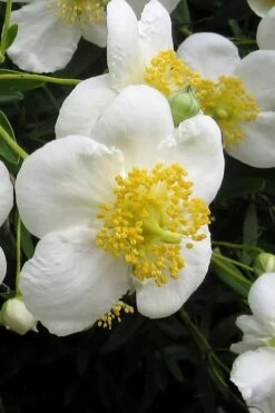 Elizabeth Bush Anemone (Carpentaria Californica) - 5 Gallon Pot 15 Elizabeth Bush Anemone (Carpentaria Californica) - 5 Gallon Pot -Wilson Bros Gardens carpentaria californica elizabeth bush anemone 3